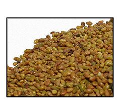 Organic ALFALFA SEED