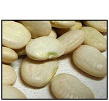 Organic BABY LIMA BEANS