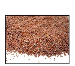 Organic BROWN MUSTARD SEED (best for sprouting)