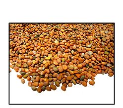 Organic DAIKON RADISH SEED