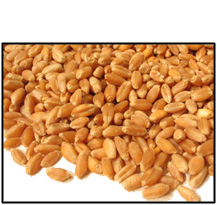 Organic HARD RED SPRING (BAKING) WHEAT BERRIES