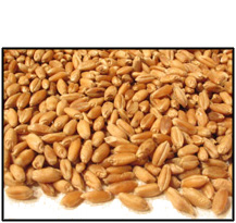 organic-hard-red-winter-for-sprouting-wheat-berries