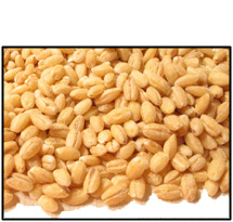 Organic HULLED BARLEY