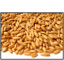 organic-hulled-oats-oat-groats