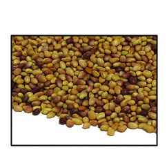 Organic RED CLOVER SEED