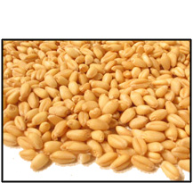 organic-soft-pastry-wheat-berries