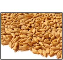 Organic WHOLE BARLEY (for SPROUTING - with hull)