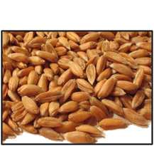 organic-whole-grain-spelt