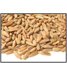 Organic WHOLE KERNEL RYE