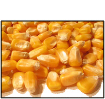 organic-whole-kernel-yellow-corn