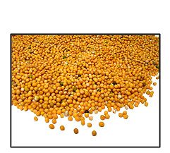 Organic YELLOW MUSTARD SEED (non-sprouting uses)