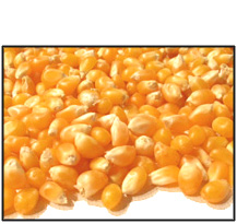 organic-yellow-popcorn